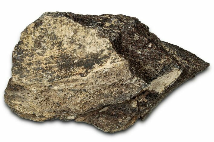 Dinosaur (Triceratops) Frill Shield Section - Montana #347972